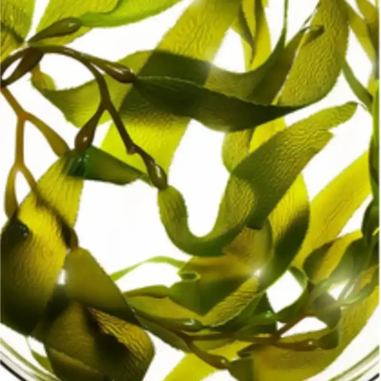 Seaweed Extracts
